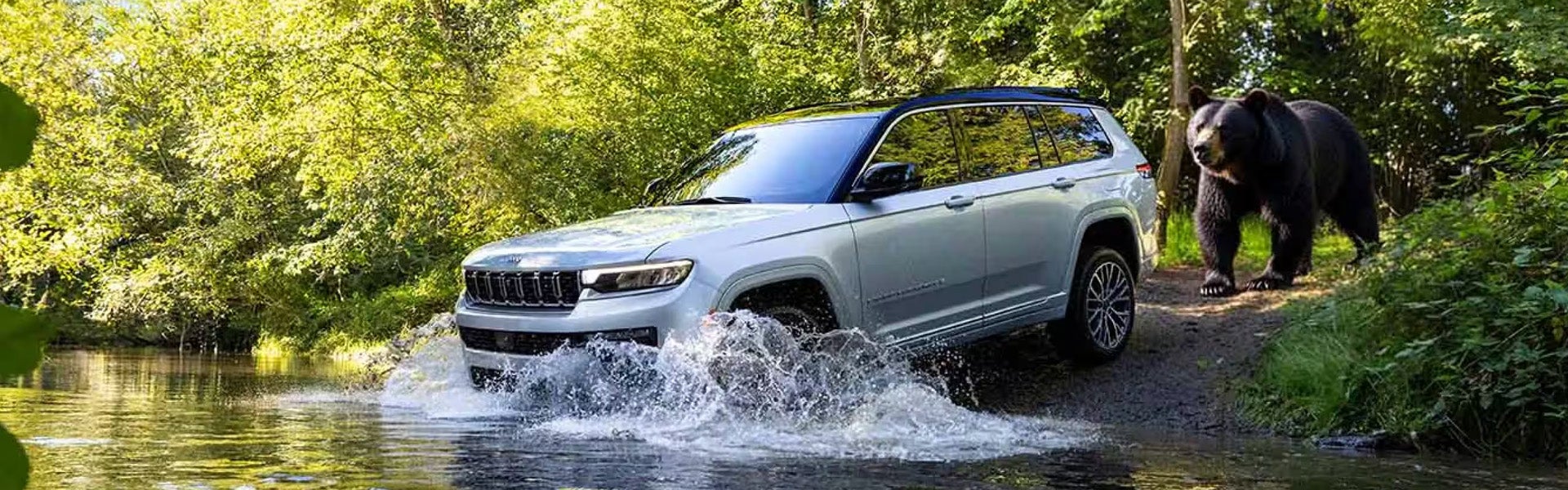 White Jeep Grand Cherokee driving through shallow water on a wooded trail with a black bear walking behind it.